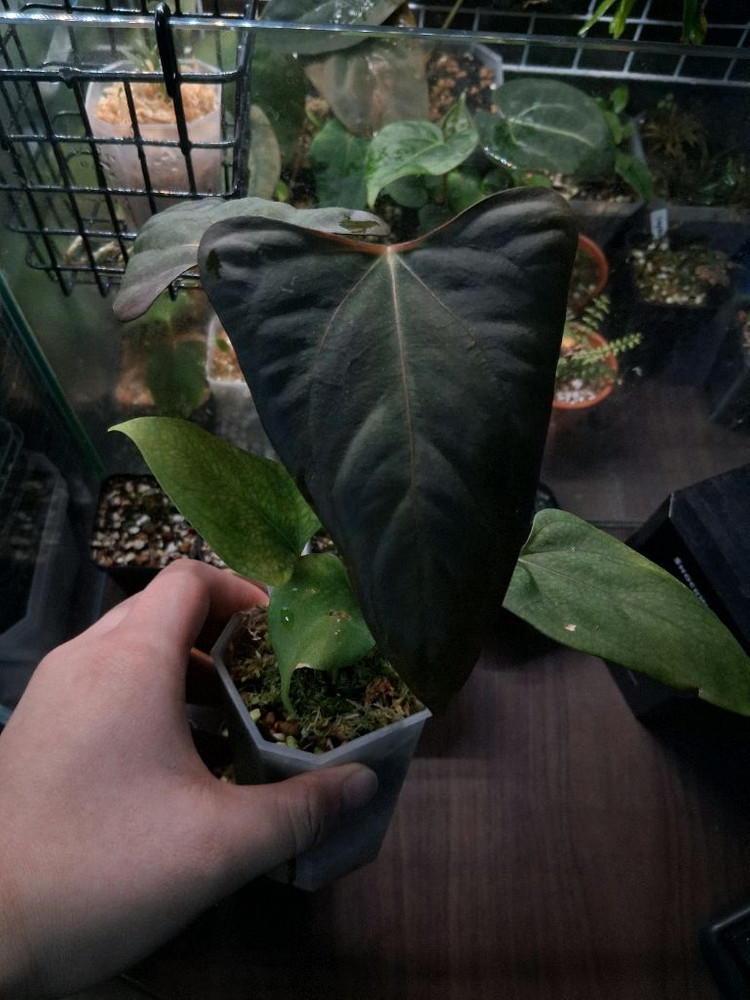 안스리움 미스터월드와이드x rlfs--3