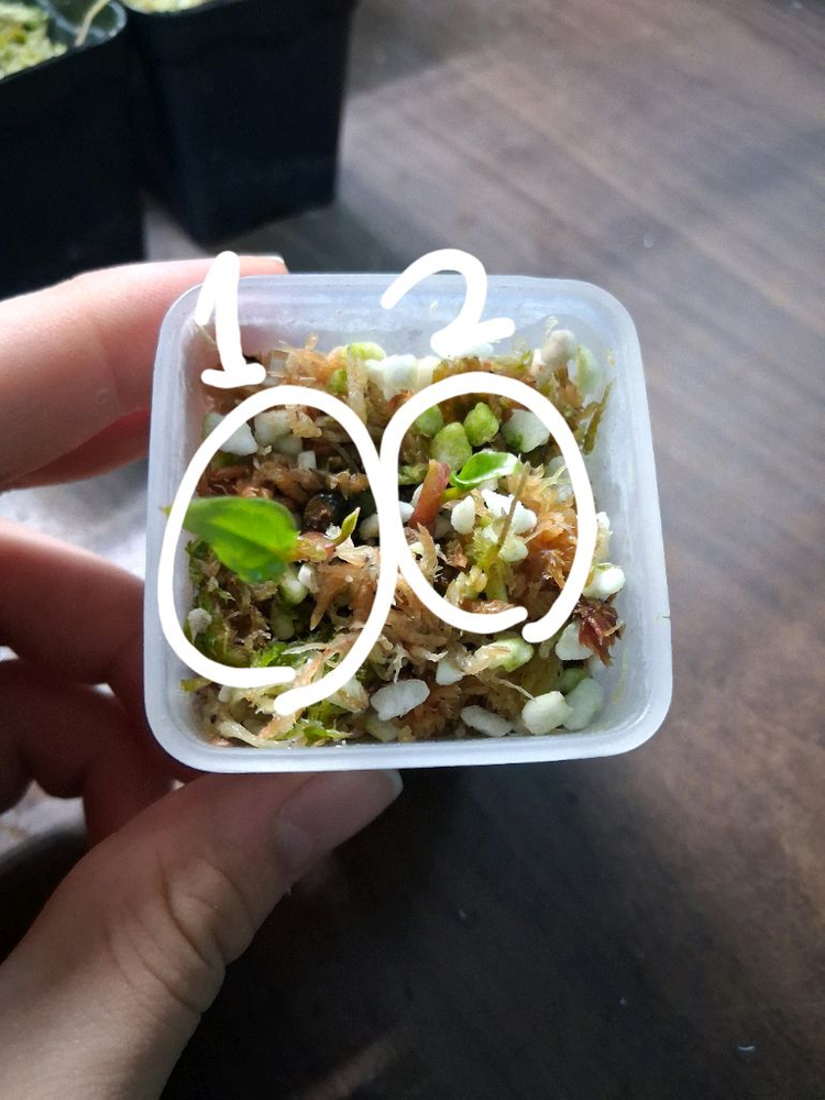 안스리움 미스터월드와이드x rlfs--4