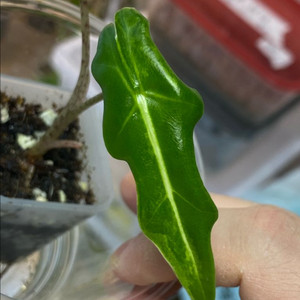 알로카시아 포르테이 바리에가타(안스,호야x)