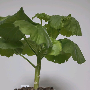 제라늄 삭스달란스셀마 0.7