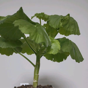 제라늄 삭스달란스셀마 0.7