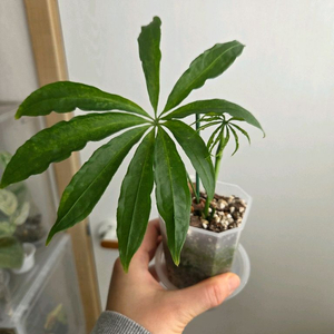 안스리움 폴리쉬스텀