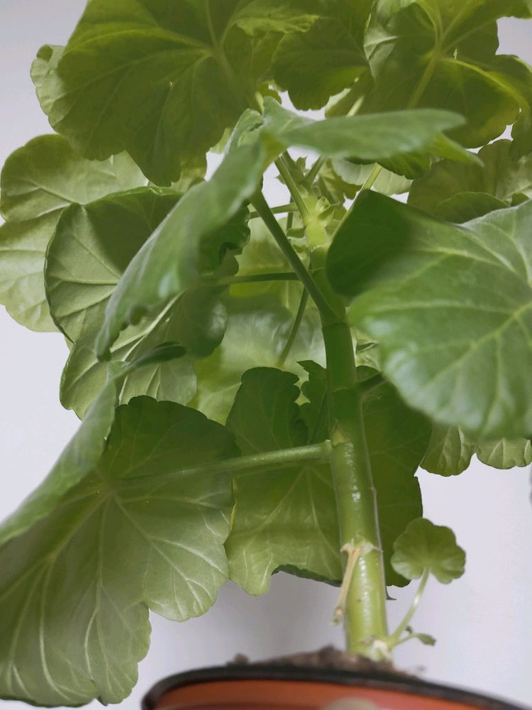 제라늄 유러피안리버시빌레드 0.7--1