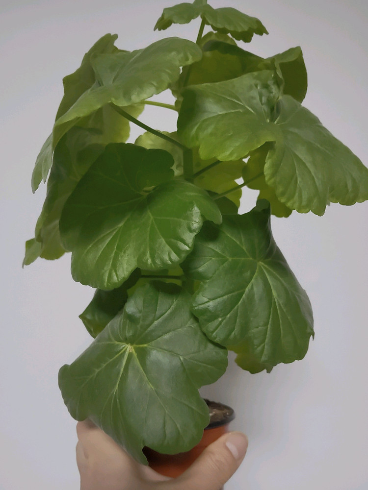 제라늄 유러피안리버시빌레드 0.7--2