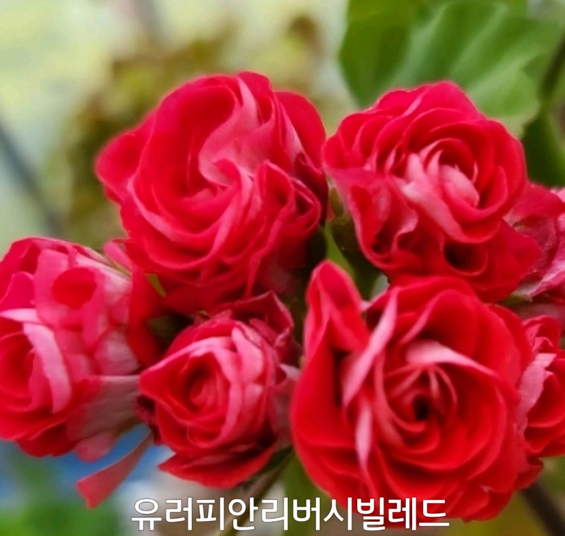 제라늄 유러피안리버시빌레드 0.7--3