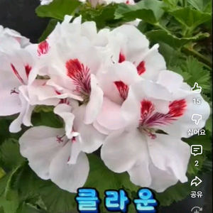 클라운 리갈제라늄