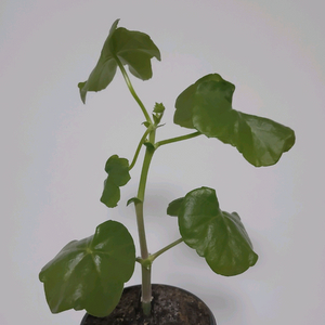 제라늄 비바캐롤라이나 아이비제라늄 0.6