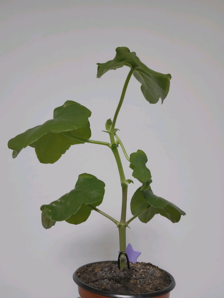 제라늄 비바캐롤라이나 아이비제라늄 0.6--1