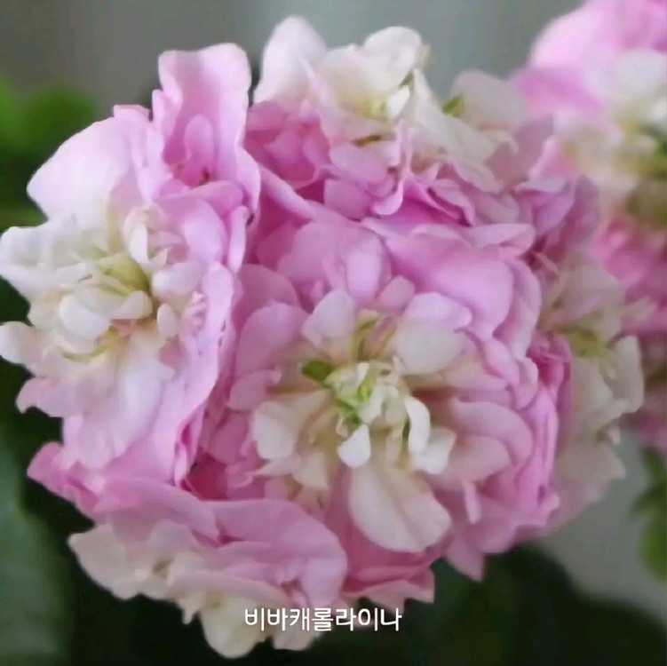 제라늄 비바캐롤라이나 아이비제라늄 0.6--2