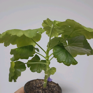 제라늄 프린세스필리파 0.6