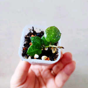 호야인도네시아