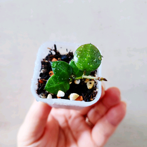 호야인도네시아