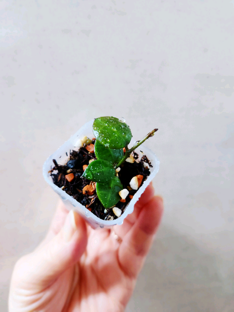 호야인도네시아--1