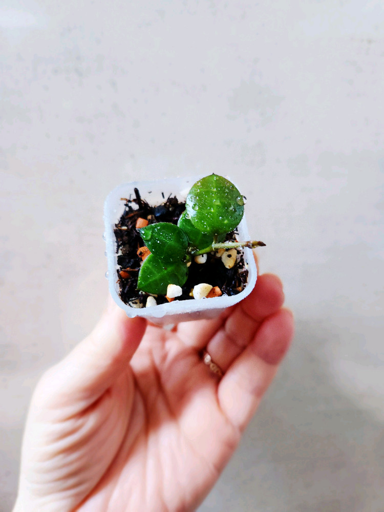 호야인도네시아--2