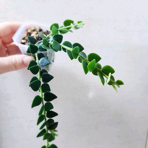 호야칭흥엔시스