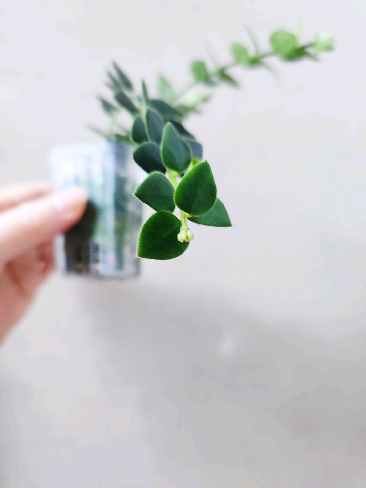 호야칭흥엔시스--1