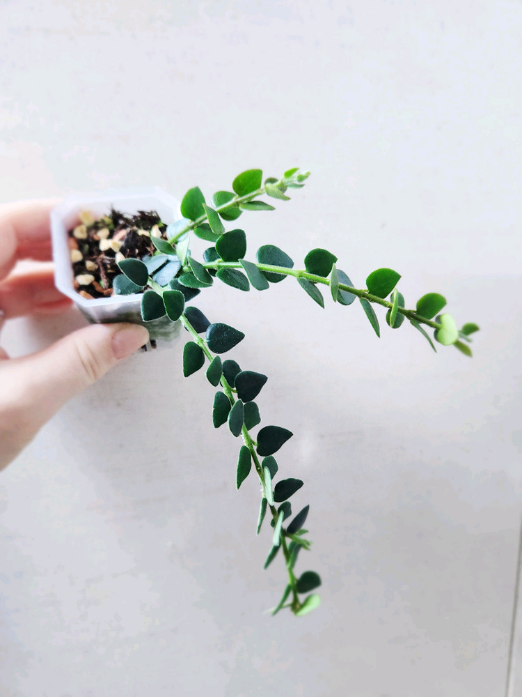 호야칭흥엔시스--2