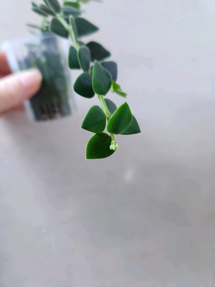 호야칭흥엔시스--3