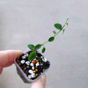 호야원산엔시스