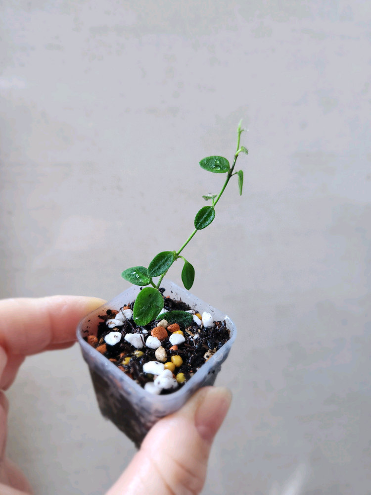 호야원산엔시스--1