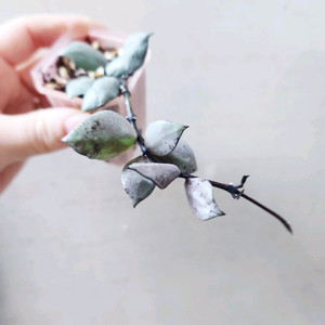 호야라쿠노사 바이올렛