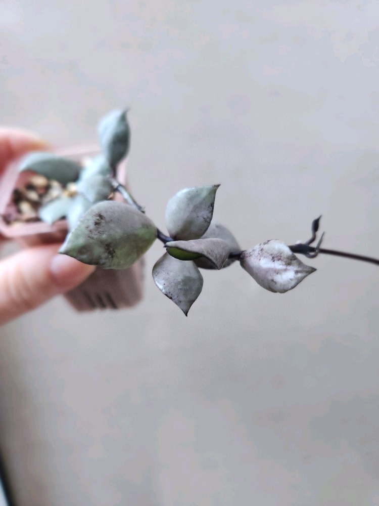 호야라쿠노사 바이올렛--1