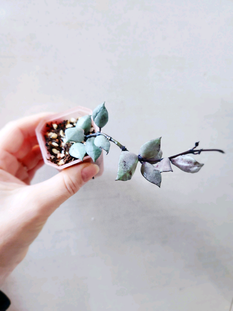 호야라쿠노사 바이올렛--2