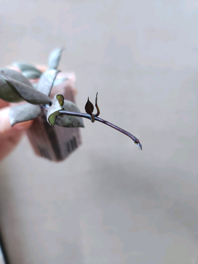 호야라쿠노사 바이올렛--3