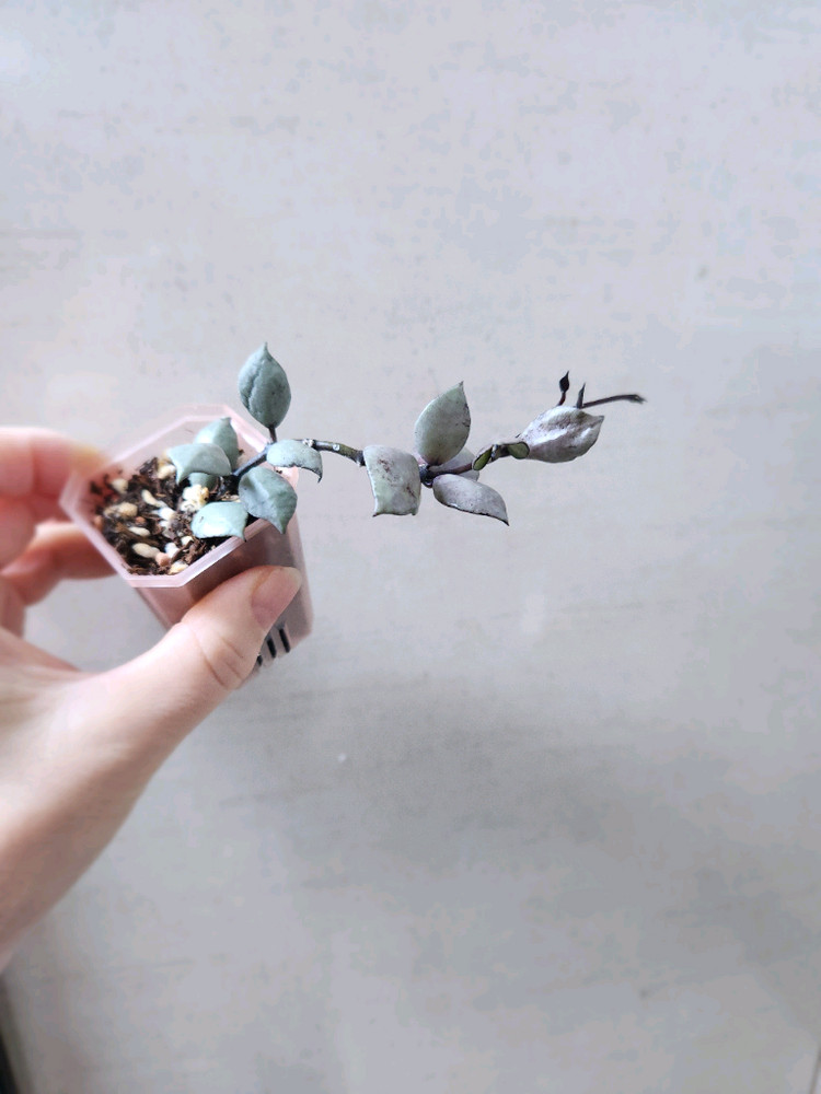 호야라쿠노사 바이올렛--4