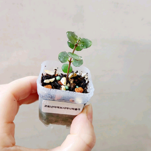 코도난테 데보시아나파올라