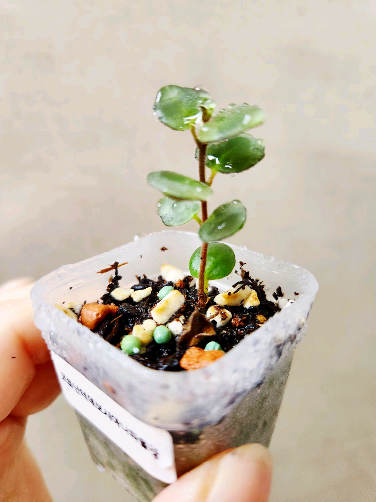 코도난테 데보시아나파올라--1