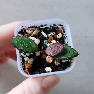 호야칼리만탄 미니