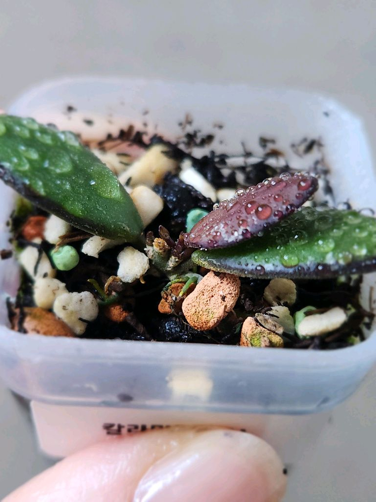 호야칼리만탄 미니--1