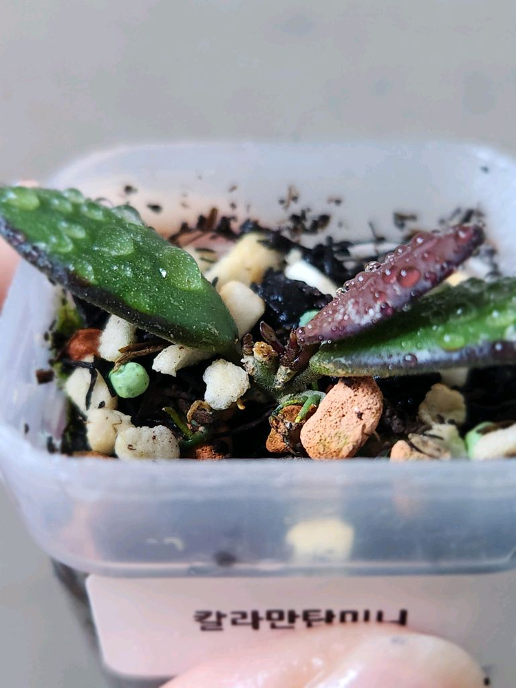 호야칼리만탄 미니--2