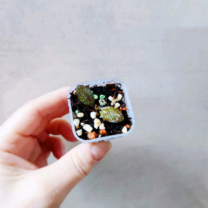 호야칼리만탄 미니코인 스플래쉬