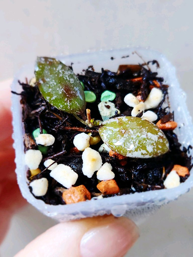 호야칼리만탄 미니코인 스플래쉬--2