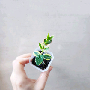 호야쿤밍기아나알보