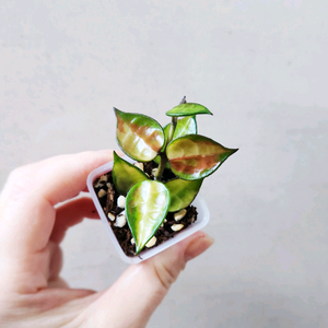 호야라쿠노사 레드리프