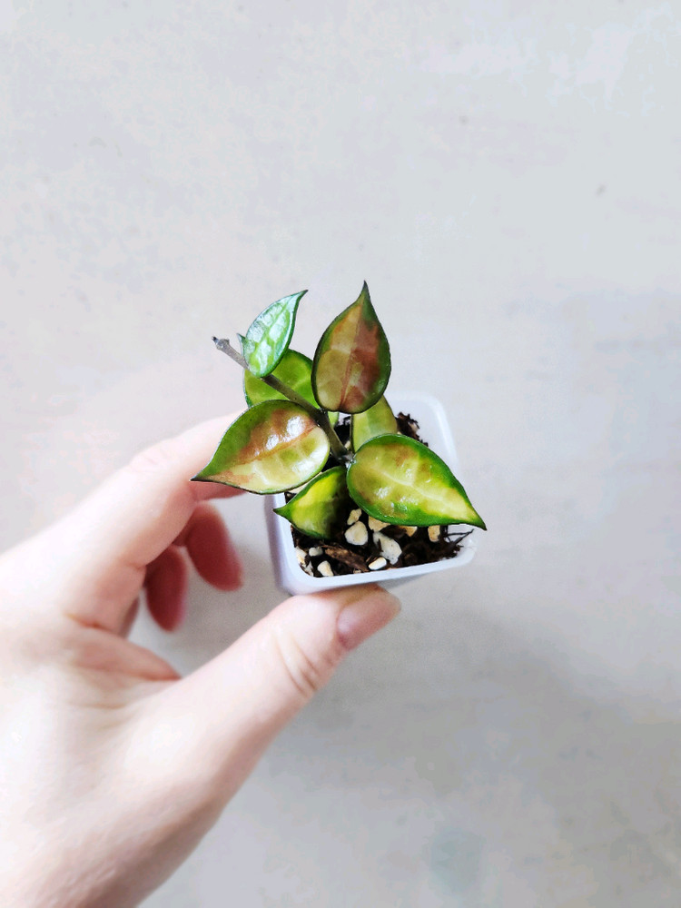 호야라쿠노사 레드리프--1