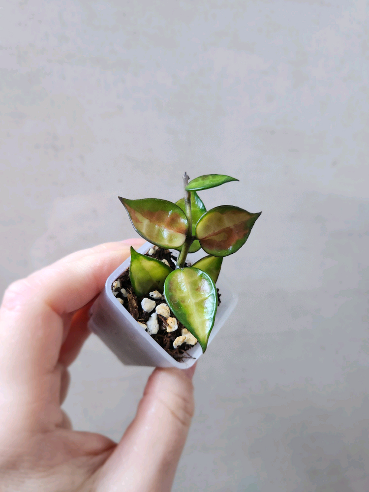 호야라쿠노사 레드리프--2