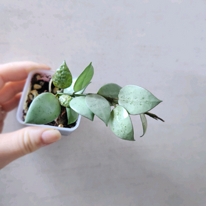 호야라쿠노사 실버민트 HSL