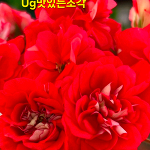 Ug맛있는조각 러시아제라늄 대품