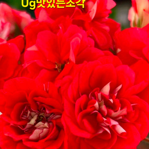 Ug맛있는조각 러시아제라늄 대품