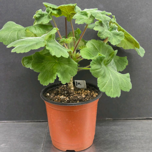 제라늄 (볼로그다레이스)