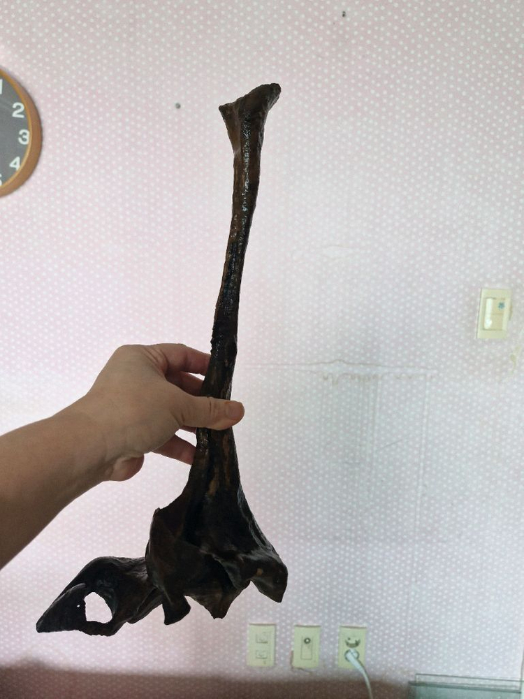 어항 장식용 유목 이미지