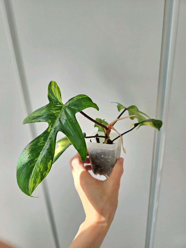 필로덴드론 플로리다뷰티 바리에가타--1