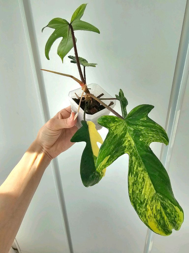 필로덴드론 플로리다뷰티 바리에가타--2