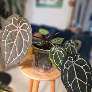 안스리움 미쉘자라 닥터블락