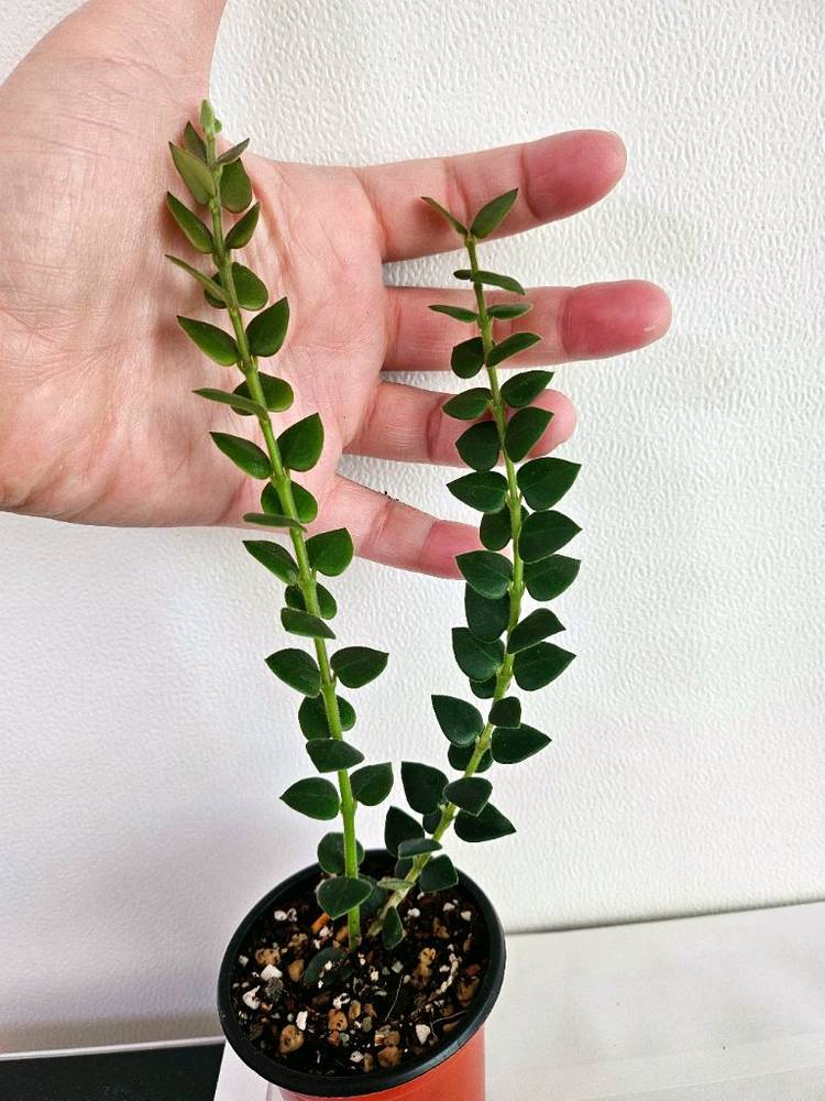 호야 칭흥엔시스 2번--1