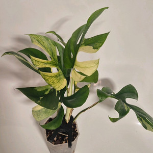 화이트풀민트 히메몬스테라 무천이 탑